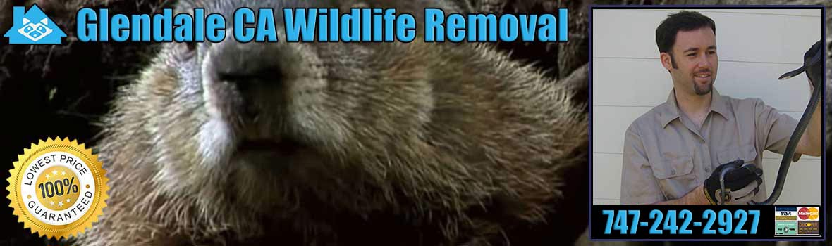 Glendale Wildlife and Animal Removal